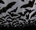 Bats in the Belfry Beach Towel