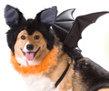 Animal Planet Bat Dog Costume