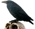 Raven on Skull Statute